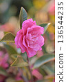 Beautiful camellia (Camellia sasanqua) 136544235