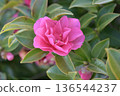 Beautiful camellia (Camellia sasanqua) 136544237