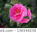 Beautiful camellia (Camellia sasanqua) 136544238