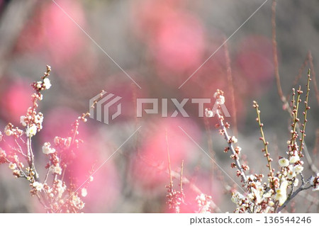 梅花 梅花 136544246