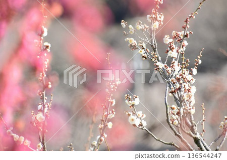 梅花 梅花 136544247