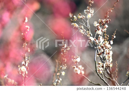 梅花 梅花 136544248