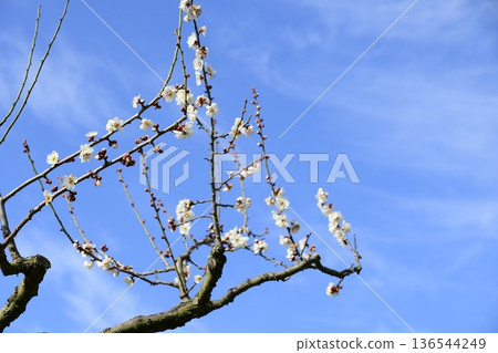梅花 梅花 136544249