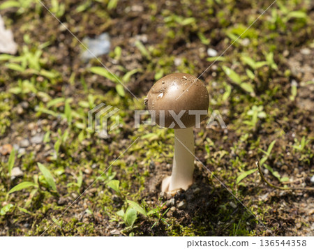 Round mushrooms growing on the bank Round mushrooms growing on the bank 136544358