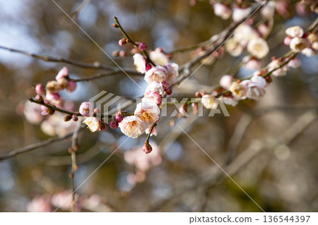 紅梅花已經開始開花 紅梅花已經開始開花 136544397