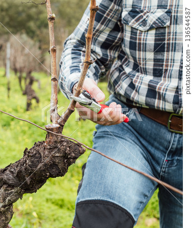 Farmer pruning the vine in winter. Agriculture. Farmer pruning the vine in winter. Agriculture. 136544587