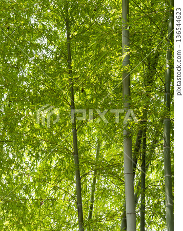 Bamboo growing in the mountains Bamboo growing in the mountains 136544623