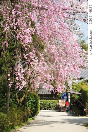 Spring Weather - Sakamoto Ritsuin Temple's Red Weeping Cherry Blossoms Spring Weather - Sakamoto Ritsuin Temple's Red Weeping Cherry Blossoms 136544625