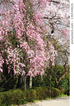 Spring Weather - Sakamoto Ritsuin Temple's Red Weeping Cherry Blossoms Spring Weather - Sakamoto Ritsuin Temple's Red Weeping Cherry Blossoms 136544626