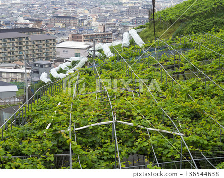Mountain vineyards and cityscape Mountain vineyards and cityscape 136544638