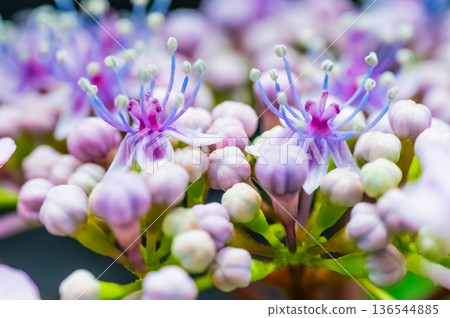 Hydrangea buds and flowers Hydrangea buds and flowers 136544885