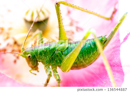 花朵中的一隻小灌木蟋蟀 136544887