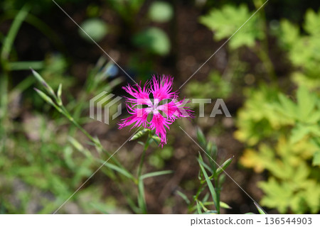 Close-up of a single pink Dianthus flower blooming in a garden Close-up of a single pink Dianthus flower blooming in a garden 136544903