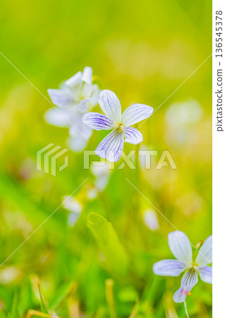 白色紫羅蘭花 136545378