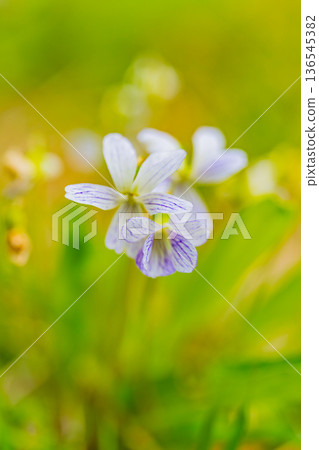 White violet flowers 136545382