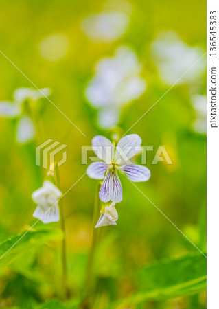 White violet flowers White violet flowers 136545383