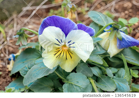 春天的花朵 春天的花朵 136545619