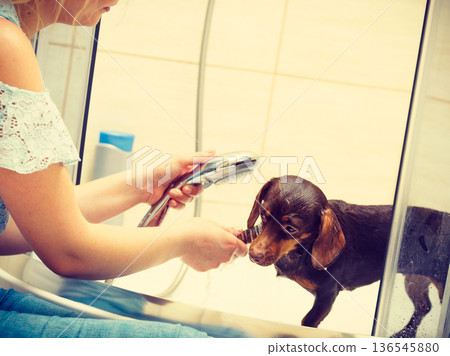 Woman showering her dog 136545880