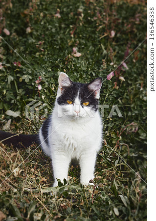 Black and white kitten with orange eyes among low green plants outdoors. Natural light and calm setting, ideal image for pet and nature themes Black and white kitten with orange eyes among low green plants outdoors. Natural light and calm setting, ideal image for pet and nature themes 136546338