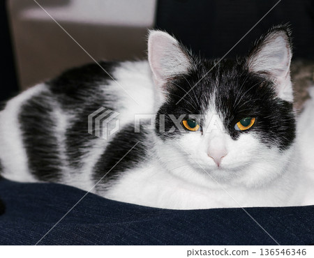 Black and white kitten with orange eyes lying down, very beautiful and expressive. Calm home setting makes the image ideal for pet photography, lifestyle, and interior themes Black and white kitten with orange eyes lying down, very beautiful and expressive. Calm home setting makes the image ideal for pet photography, lifestyle, and interior themes 136546346