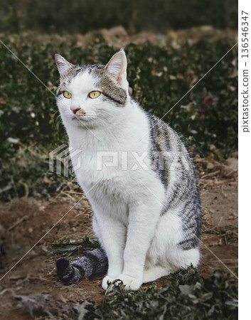 White and gray domestic cat with bright yellow eyes among green plants outdoors. A natural atmosphere of calmness and harmony with nature White and gray domestic cat with bright yellow eyes among green plants outdoors. A natural atmosphere of calmness and harmony with nature 136546347