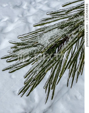 The aftermath of an ice storm. This detailed macro shot shows pine needles encased in a beautiful, glassy shell of ice, resting above a soft bed of snow.. High quality photo The aftermath of an ice storm. This detailed macro shot shows pine needles encased in a beautiful, glassy shell of ice, resting above a soft bed of snow.. High quality photo 136546448
