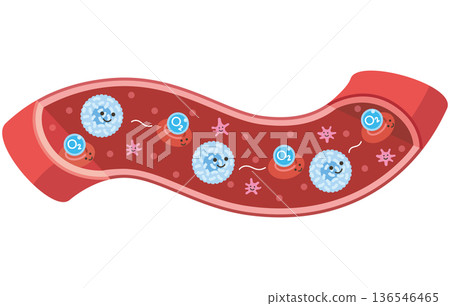 Cells flowing through blood vessels: Red blood cells (unnamed) carrying O2 (oxygen) 136546465