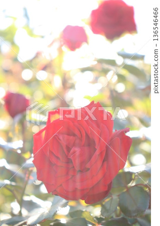 Divinely blooming rose Divinely blooming rose 136546466