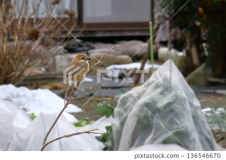 冬天的鳥兒 冬天的鳥兒 136546670