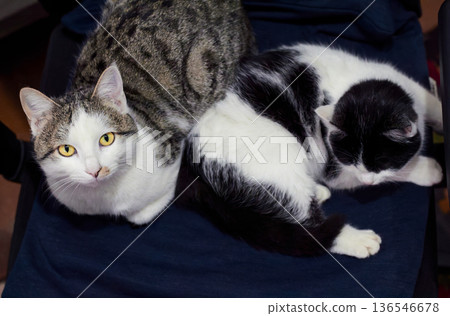 A white and gray cat with yellow eyes and a black and white kitten lie together in a room. The calm, homey atmosphere creates a cozy atmosphere for both the pets and the interior theme 136546678
