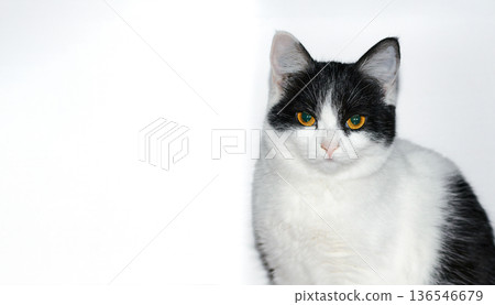 Black and white kitten with orange eyes sitting against a white wall. Clean and minimal background, perfect for pet photography, lifestyle, and home decor themes Black and white kitten with orange eyes sitting against a white wall. Clean and minimal background, perfect for pet photography, lifestyle, and home decor themes 136546679