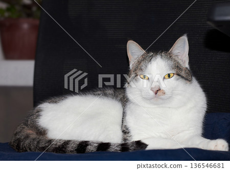 White and gray cat with yellow eyes lying in a room. Calm home setting makes the image suitable for pet and interior themes White and gray cat with yellow eyes lying in a room. Calm home setting makes the image suitable for pet and interior themes 136546681