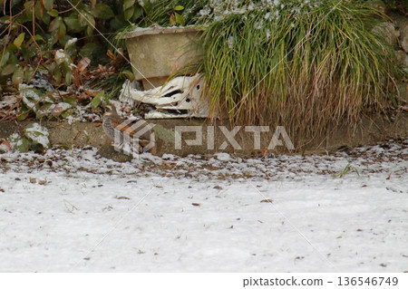 Winter birds Winter birds 136546749