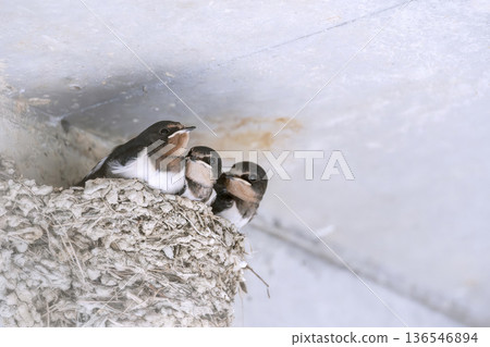 Swallow Swallow 136546894