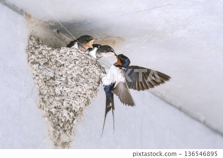 Swallow Swallow 136546895