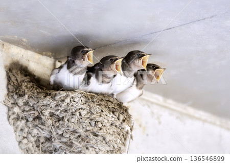 Swallow  136546899
