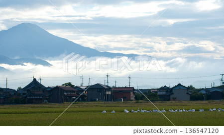 A flock of swans pecking at food in the countryside with Mt. Ibuki and the sea of clouds in the background A flock of swans pecking at food in the countryside with Mt. Ibuki and the sea of clouds in the background 136547120