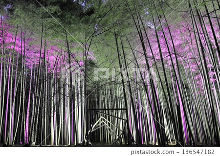 Wakayama Farm Light-up in Wakatake Forest, Tochigi Prefecture Wakayama Farm Light-up in Wakatake Forest, Tochigi Prefecture 136547182