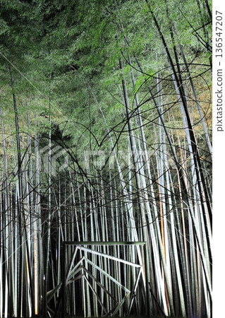 Wakayama Farm Light-up in Wakatake Forest, Tochigi Prefecture 136547207