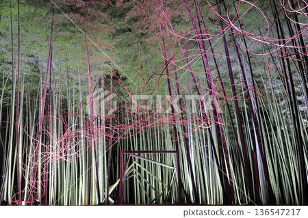 Wakayama Farm Light-up in Wakatake Forest, Tochigi Prefecture Wakayama Farm Light-up in Wakatake Forest, Tochigi Prefecture 136547217