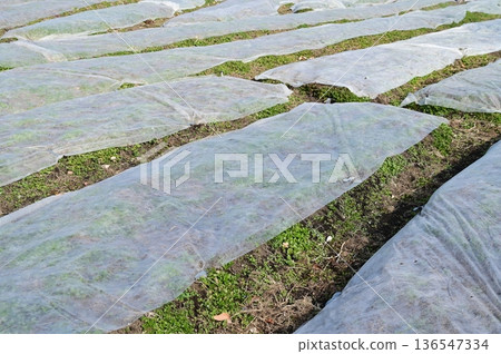 Agricultural nonwoven fabrics and coverings Agricultural nonwoven fabrics and coverings 136547334