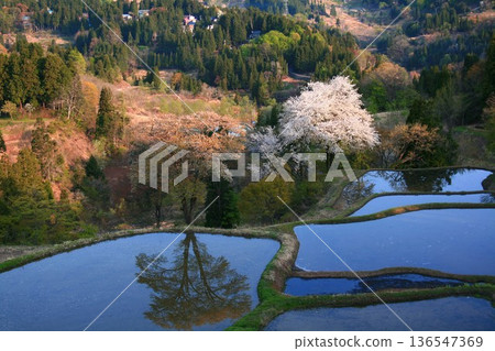 新潟縣十日町市松代岐明梯田的櫻花 136547369