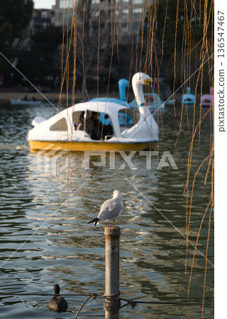 池塘裡的船和海鷗 136547467