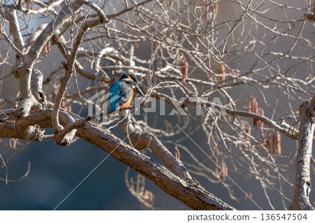 翠鳥棲息在樹枝上 翠鳥棲息在樹枝上 136547504