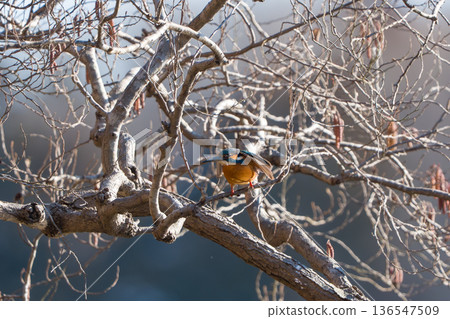 Kingfisher perching on a branch 136547509