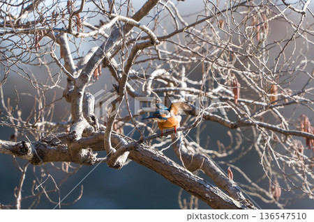 Kingfisher perching on a branch 136547510