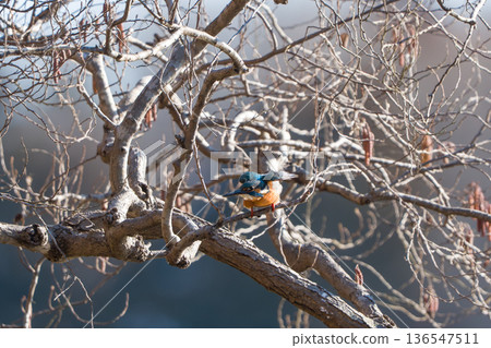 Kingfisher perching on a branch 136547511