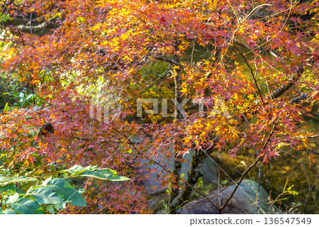 山梨縣秋葉禦岳莊山峽 136547549