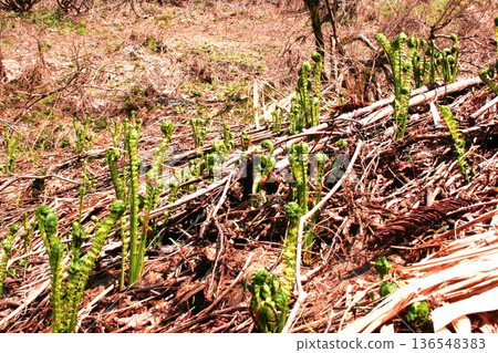 大白菜kogomi 大白菜kogomi 136548383