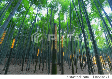 Utsunomiya "Wakatake no Mori Wakayama Farm" Light-up 136548471